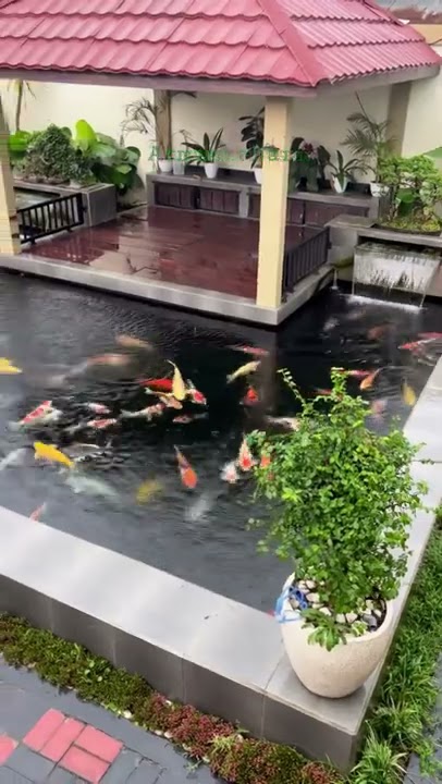 kolam ikan di halaman depan rumah.ikan koi cantik sekali.