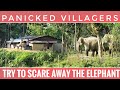 Deadly cocktail of too many elephants and humans  panicked villager try to chase