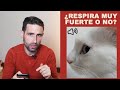 ¿Cómo sé si mi gato está respirando normal o no?