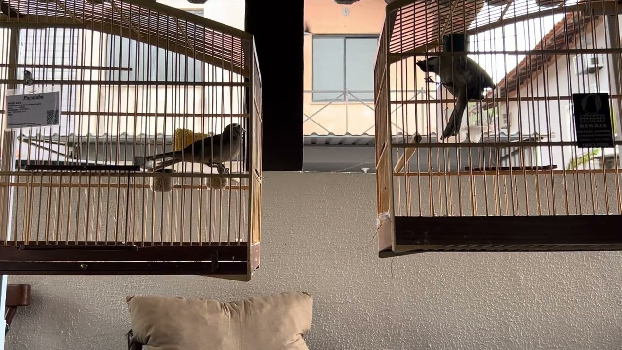 Trinca Ferro Pacatuba x Benaia ⚠️🟢🟢🟢