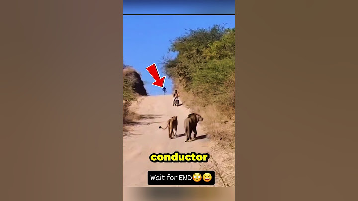 These people came across two lions on the road #lion #animals