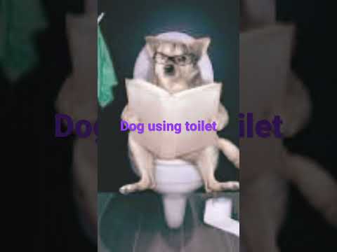 Dog on toilet