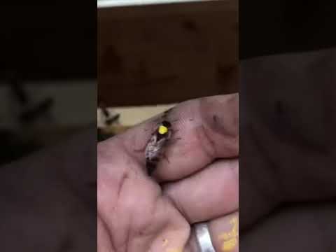 ملكة النحل البلدي اليمني على نظام الطبيعة