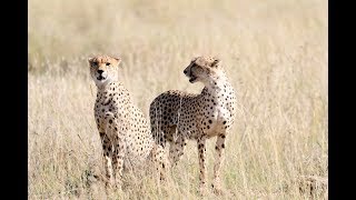 Tanzania Safari 2017: Serengeti, Ngorongoro Crater, Tarangire &amp; Lake Manyara