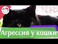 Причины агрессии кошек на ilikepet