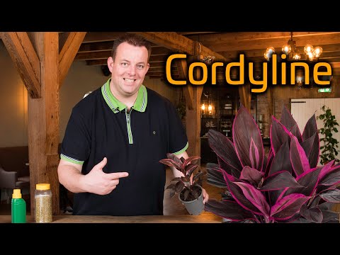 Video: Kommer cordyline att växa i full sol?