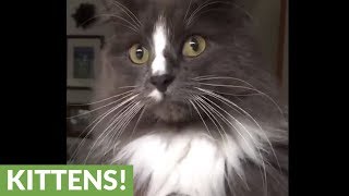 CUTEST CAT: Snow Reaction When Daddy Is Mad ❤️❤️ So Cute ❤️❤️ 