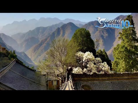 Live: yulan magnolias herald spring in ancient temple in nw china