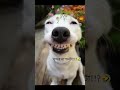 Gan ta khub sundor #funny #vairal #comedy