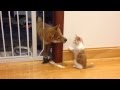 Cutest puppy and kitten fight (Shiba Inu)