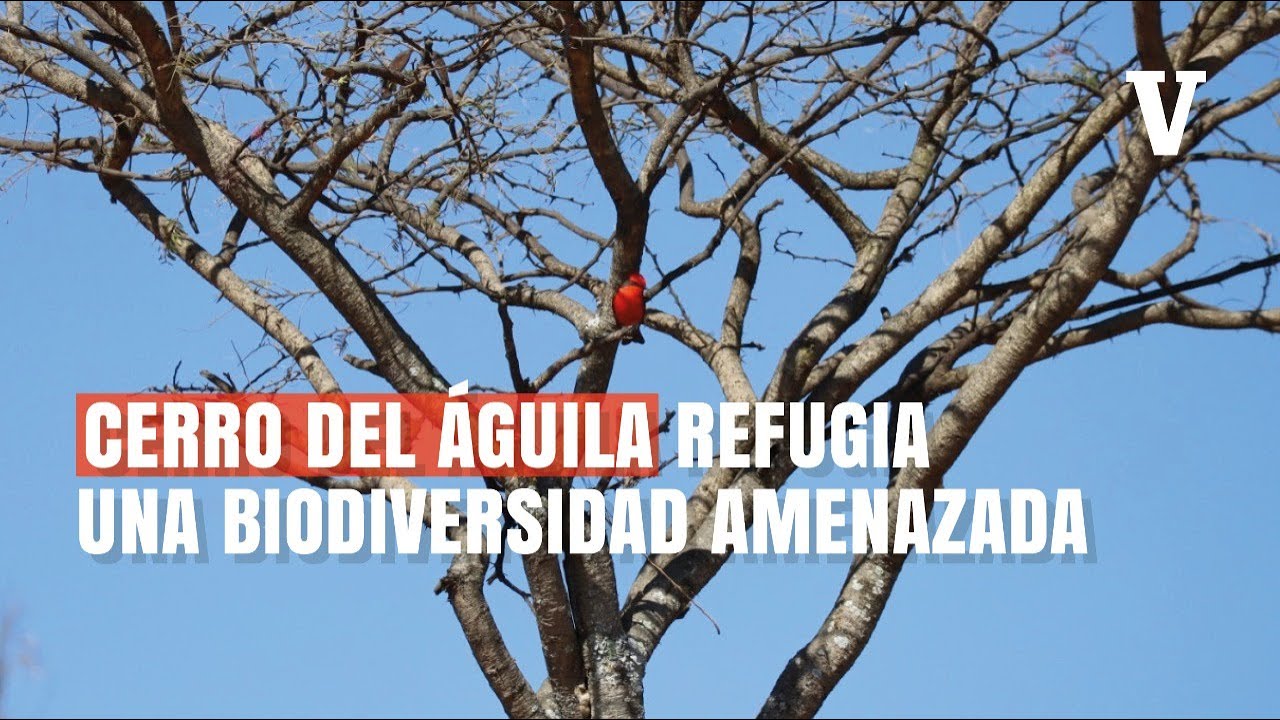 Capitulo 2 | Biodiversidad bajo amenaza en el Cerro del Águila