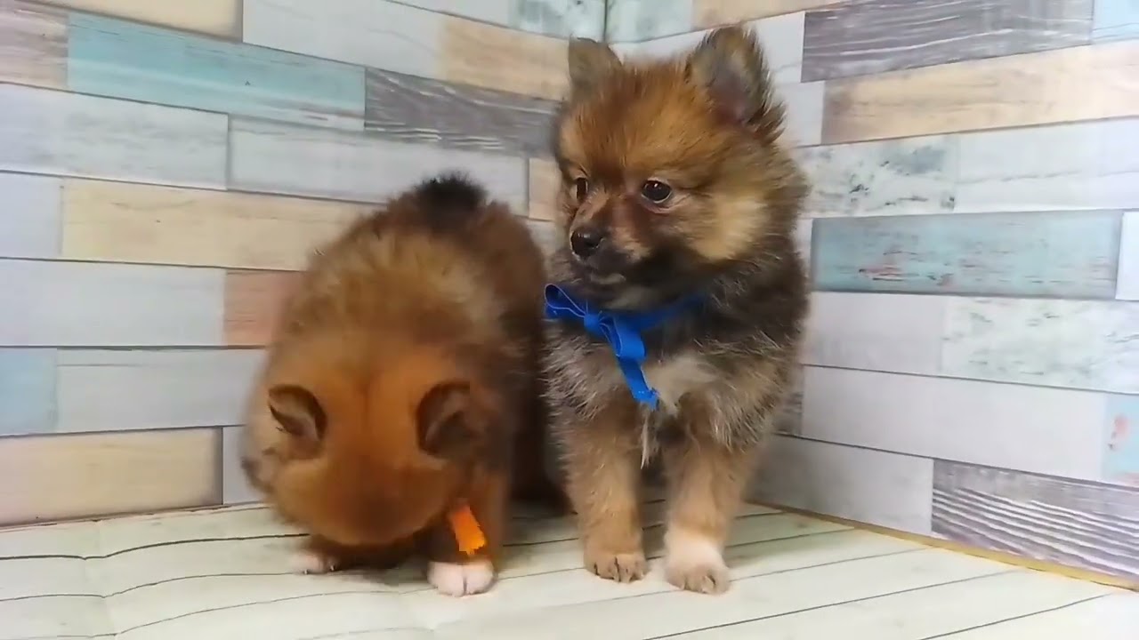 ☆受付☆ポメラニアン ① ポメラニアンの子犬（メス♀） 高知御座店 No.00759062｜ペット