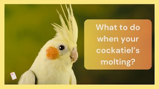 What to do when your cockatiel’s molting | Dr Cockatiel
