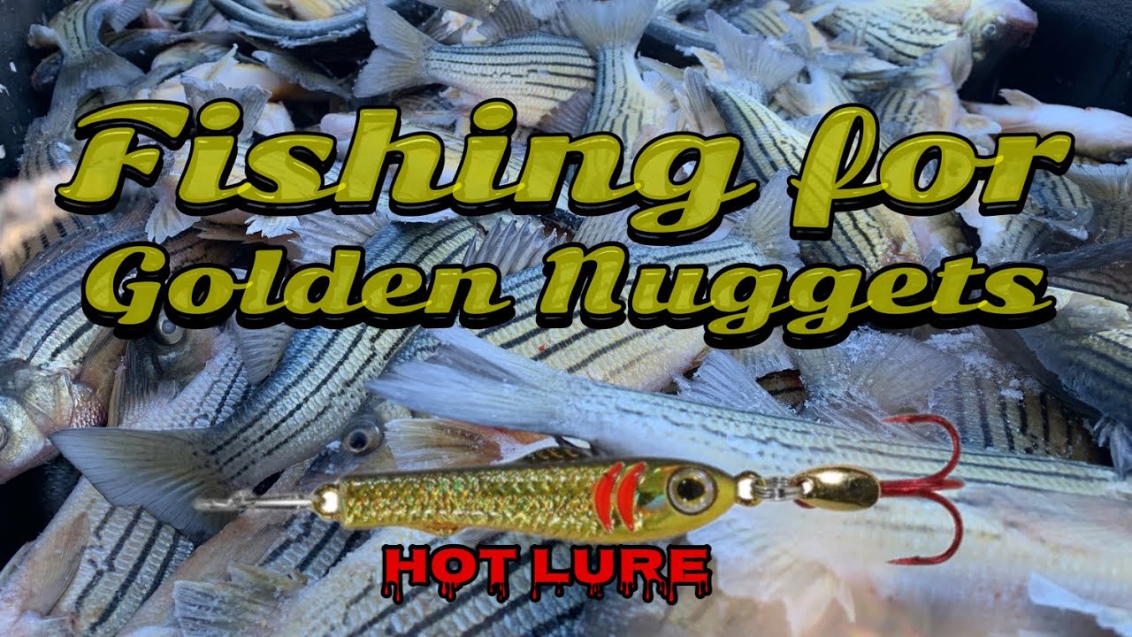 Yellow Bass ice fishing on Budd Lake. (Hmong ice fishing) YouTube