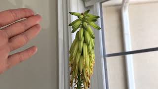 Can you eat Aloe vera FLOWERS?!??