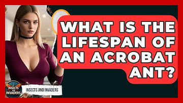 What Is The Lifespan Of An Acrobat Ant? - Insects and Invaders