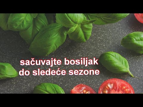 Video: Kako Pravilno čuvati Bosiljak