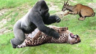 Amazing Baboon Chasing Cheetah To Save Impala | Cheetah Hunting Fail - Wild Animal Attacks