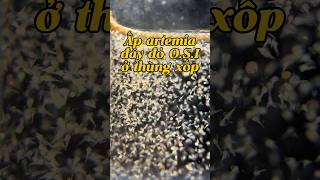 Ấp artemia đáy đỏ O.S.I trong thùng xốp không sủi oxi và cái kết vẫn nở ngon lành #guppy hi #artemia