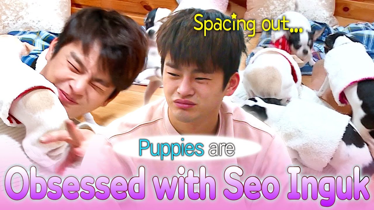 Puppies love Seo Inguk ソイングク way too much 💖 Seo Inguk's suffering era 🤣🤣