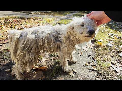 I Rescued a DOG WITH DREADLOCKS