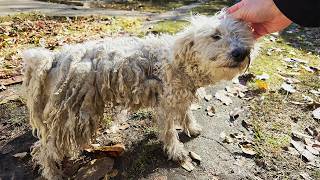 I Rescued a DOG WITH DREADLOCKS