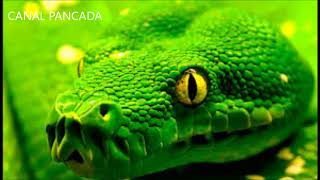VENENO DE SERPIENTE (ORIGINAL MIX)