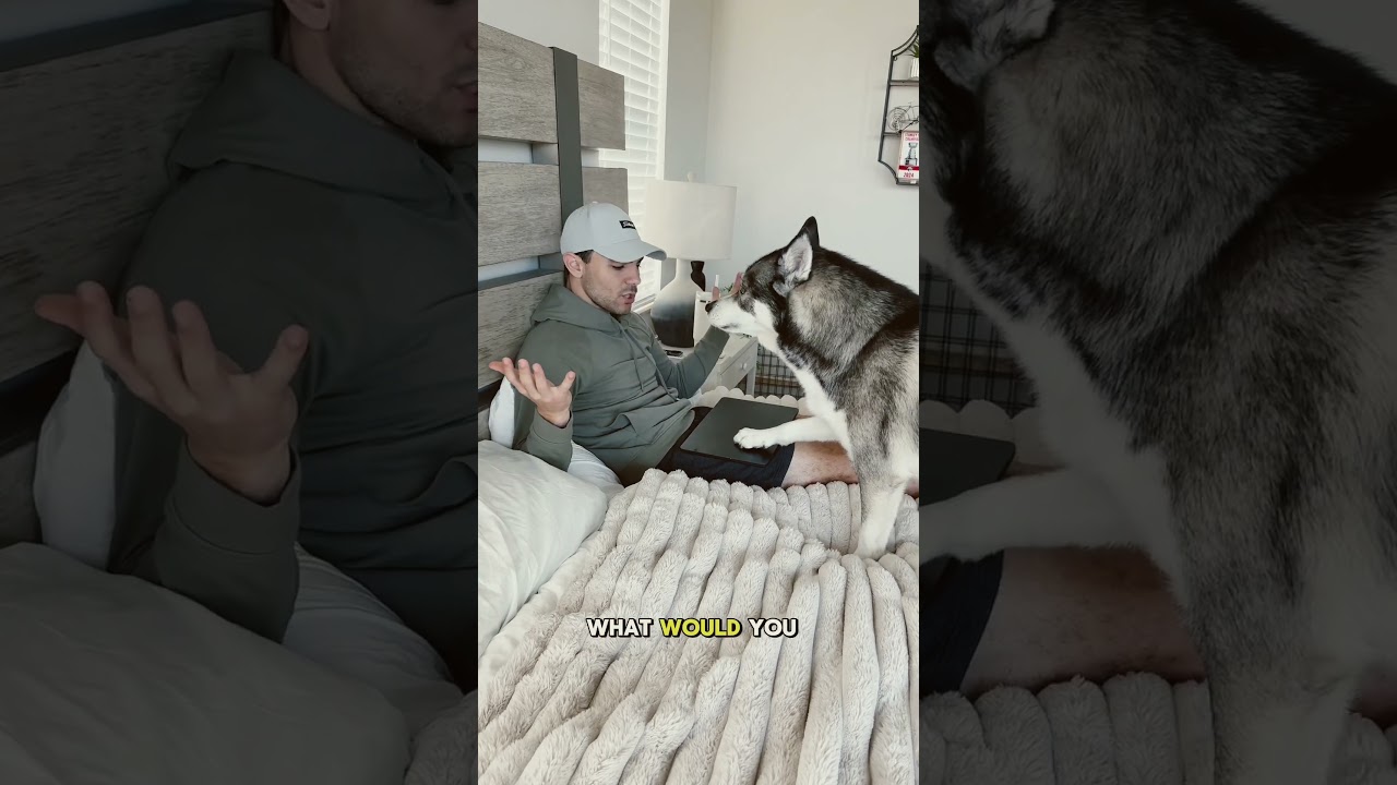 My dogs could not be any more different #dog #dogs #husky #huskies #cute