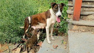 Abandoned mama dog keeps her puppies safe beside a busy road...