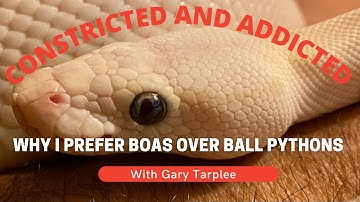 Why I prefer Boas Over Ball Pythons