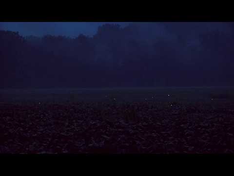 Lightning Bugs at Twilight