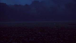 Lightning Bugs at Twilight