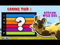 African Wild Dog Tier | Canine Family Tier List [S1E3] | SPORE