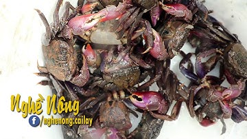 Đào hang bắt ba khía ven rừng ngập mặn Cà Mau