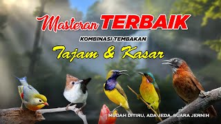 MASTERAN TERBAIK - KOMBINASI TEMBAKAN KASAR & TAJAM #burungmasteranterbaik  #masteranburung