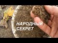 Утки Народное выращивание