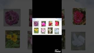 Flowers Classifier