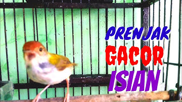 PRENJAK Jenis Apapun Pasti Nyaut Mendengar Prenjak Gacor Full Isian @ TOMAN. net