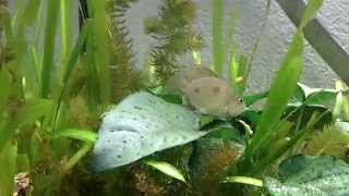 Otopharynx Tetrastigma Dancing, Pairing, Laying Eggs