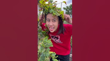 CÂU CÁ CHO BÀ NẤU CANH CHUA #haibadane #shorts