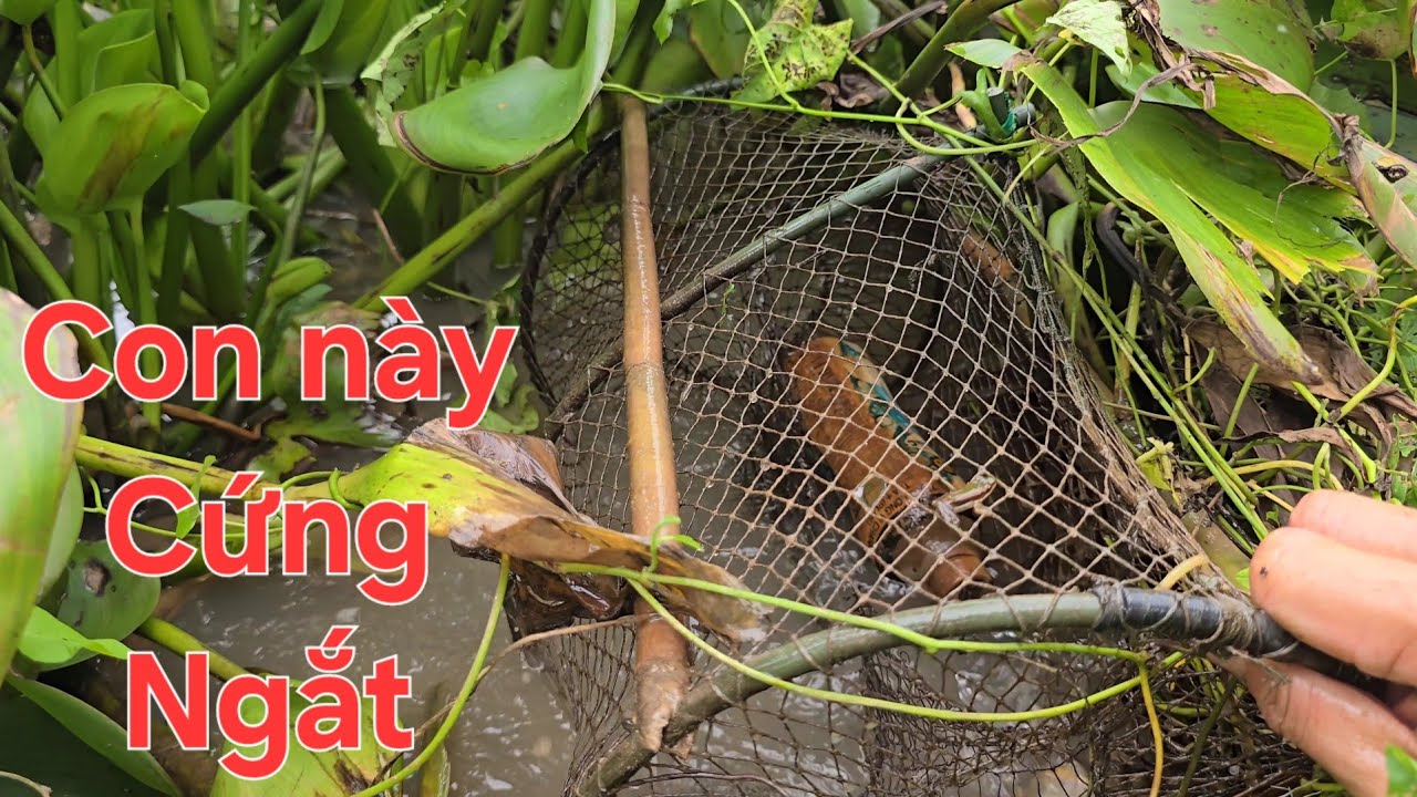 Thăm lờ cá cùng cha con Vạn Nguyễn