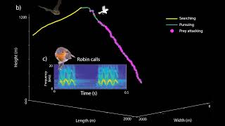 Bat Attack Visualized from Data from the Biologger