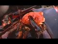 Giant lobster crushes crab