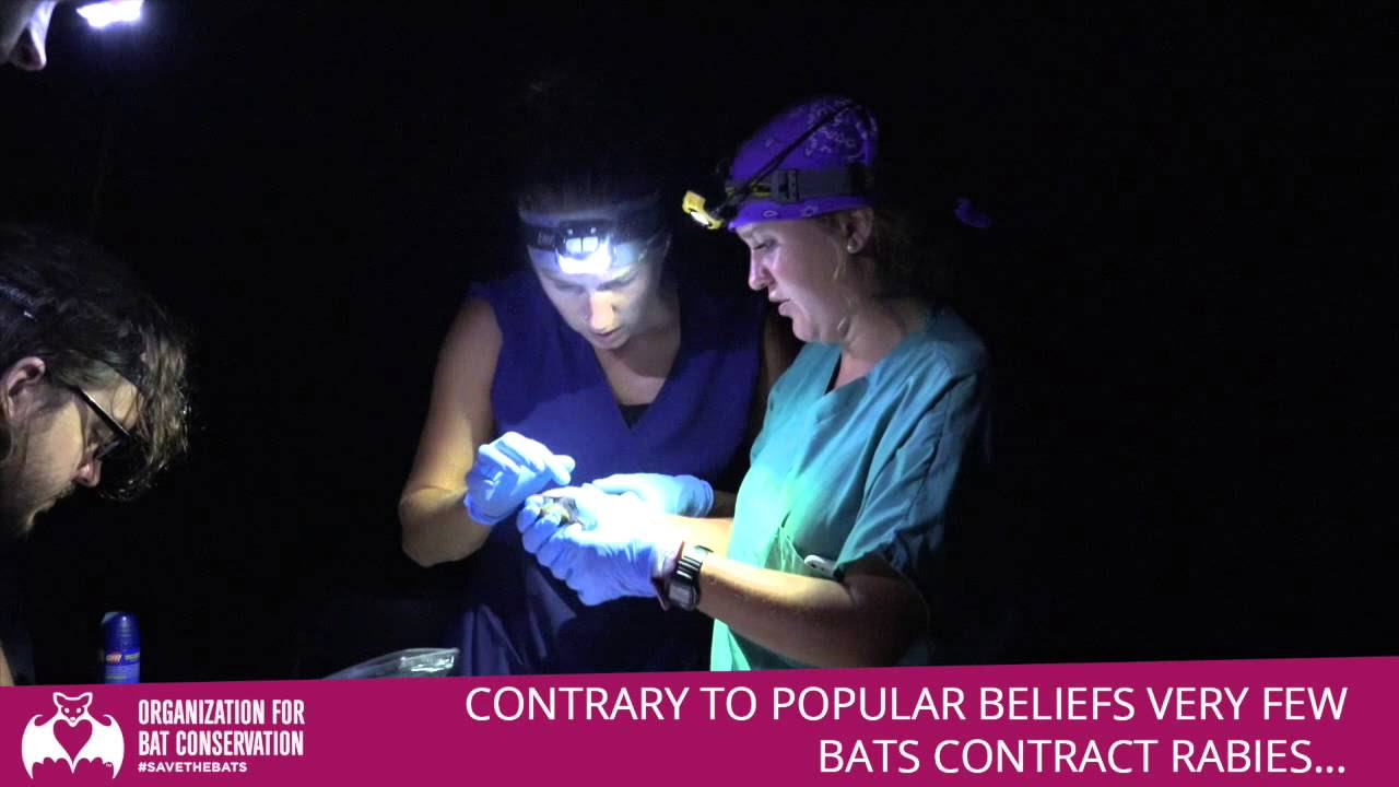 What Percentage of Bats Carry Rabies? (Surprising CDC Stats ...