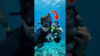 Recogí 50 bolas bajo el mar #playa #naturaleza #animales