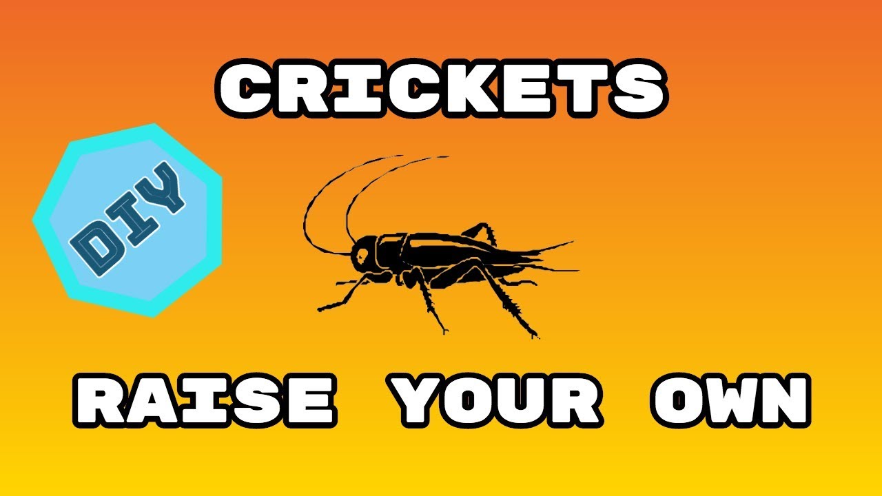 DIY Raising Crickets
