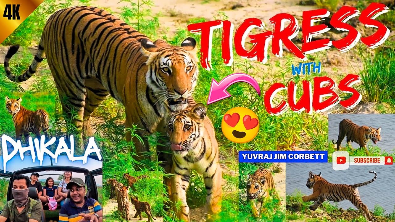 BEST TIGER SIGHTING EVER IN JIM CORBETT DHIKALA ZONE ❤ TIGRESS WITH 4 CUBS 😍 