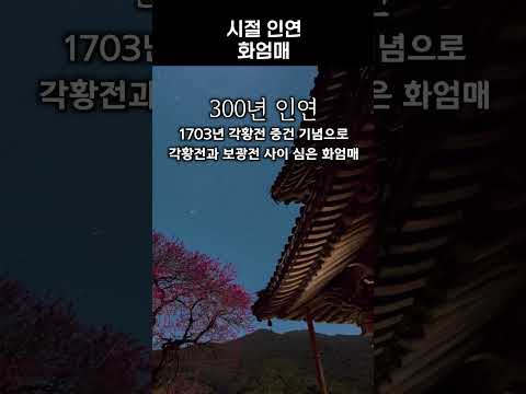 한 그루만 남은 전설의 나무 🌸<strong>화엄사</strong> 화엄매