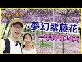 【移民台灣生活】超夢幻紫色世界！花期一年只有14天的紫藤花&二人日常沒營養閒聊（新北淡水旅遊）（含少量合作）｜貓奴與寵物移民紀錄 #領養不棄養