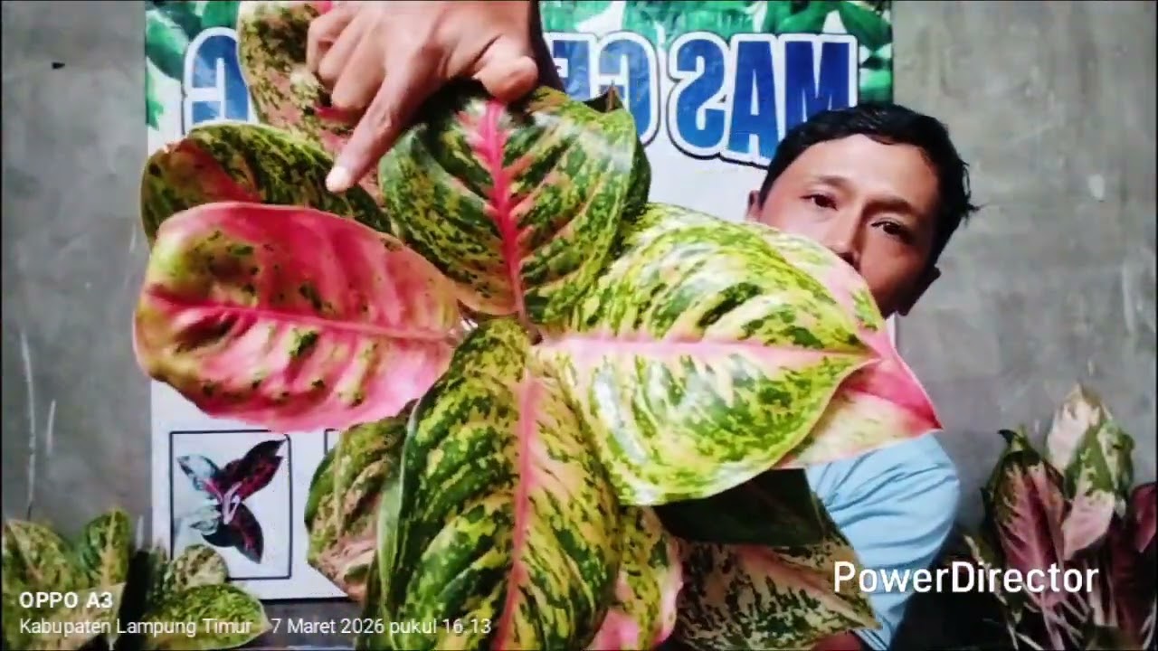 Detik detik aglonema harga terjun +6281770231581 & +6285664845584